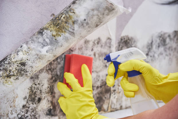  South Waverly, PA Mold Inspection Pros